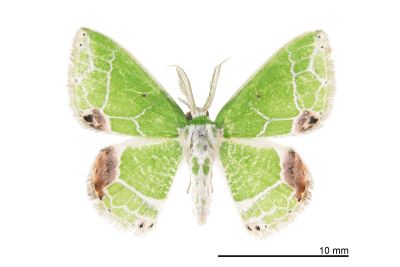泉絲尺蛾 Protuliocnemis castalaria 雄蟲