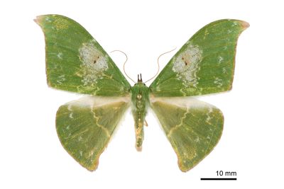 雙點鐮翅青尺蛾 Tanaorhinus viridiluteata 雌蟲