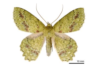 超粉綠尺蛾 Herochroma supraviridaria 雄蟲