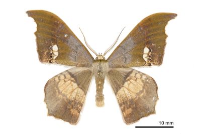 缺口鐮翅青尺蛾 Timandromorpha discolor 雄蟲
