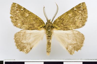 L紋峰尺蛾 Dindica kishidai 雄蟲