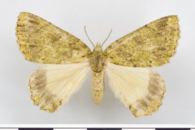 臺灣峰尺蛾 Dindica taiwana 雌蟲