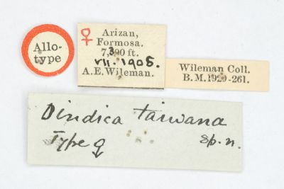 臺灣峰尺蛾 Dindica taiwana