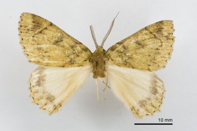 臺灣峰尺蛾 Dindica taiwana 雄蟲