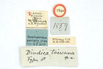 臺灣峰尺蛾 Dindica taiwana