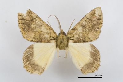 白頂峰尺蛾 Dindica wilemani 雄蟲