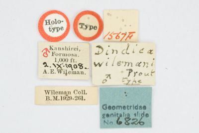 白頂峰尺蛾 Dindica wilemani
