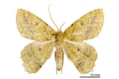 超粉綠尺蛾 Herochroma supraviridaria 雄蟲