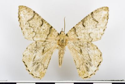 Therpna iterans onerosus 雄蟲
