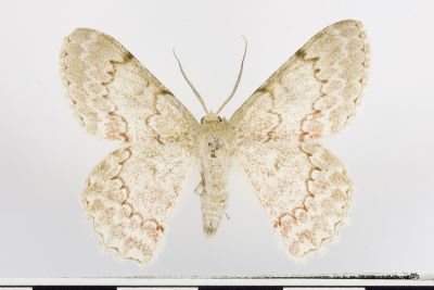鋸紋粉尺蛾 Pingasa secreta 雄蟲