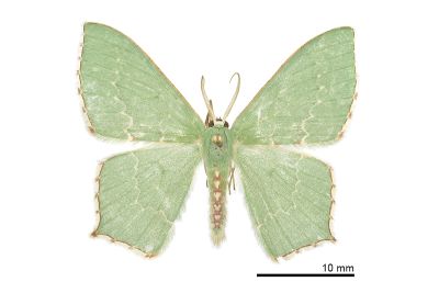 紅緣無繮青尺蛾 Hemistola simplex 雄蟲