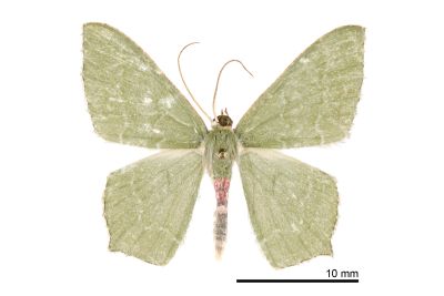 島銹腰尺蛾 Hemithea insularia 雄蟲