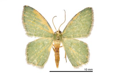 青顏銹腰尺蛾 Hemithea marina 雄蟲
