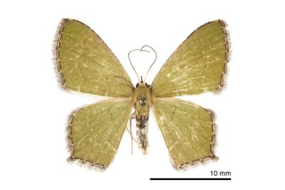 銹腰青尺蛾 Hemithea tritonaria 雌蟲