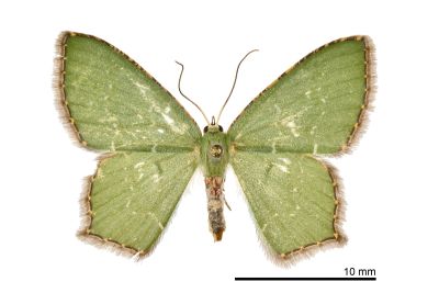 銹腰青尺蛾 Hemithea tritonaria 雌蟲