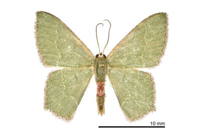 銹腰青尺蛾 Hemithea tritonaria 雄蟲