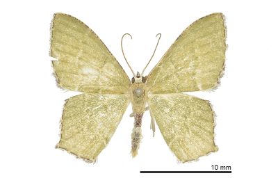 銹腰青尺蛾 Hemithea tritonaria 雄蟲