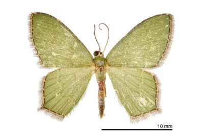 銹腰青尺蛾 Hemithea tritonaria 雄蟲