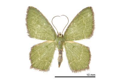 銹腰青尺蛾 Hemithea tritonaria 雄蟲