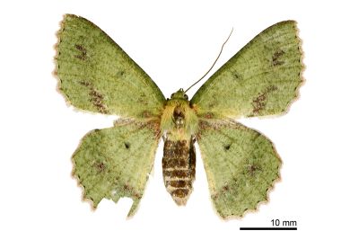 塔粉綠尺蛾 Herochroma cristata 雌蟲