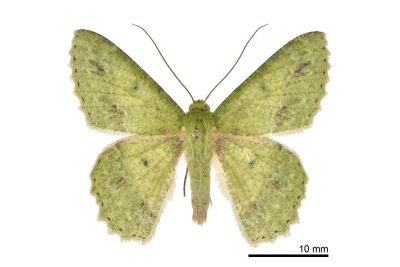 塔粉綠尺蛾 Herochroma cristata 雄蟲