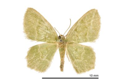 Idiochlora minuscula 雌蟲