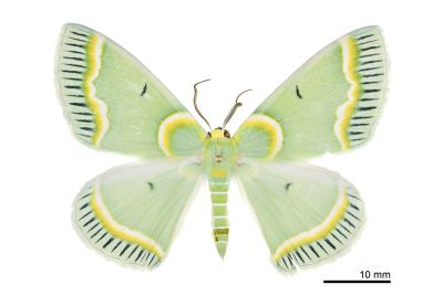 青輻射尺蛾 Iotaphora admirabilis 雄蟲