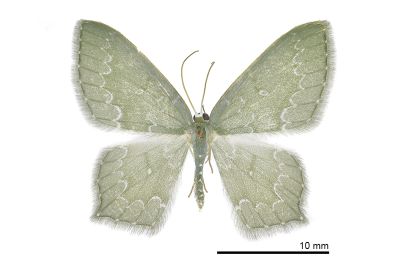 細白波紋突尾尺蛾 Jodis argentilineata 雌蟲