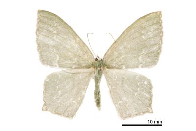 Jodis turpiniacola 雌蟲
