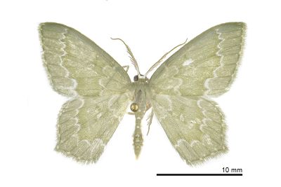 細白波紋突尾尺蛾 Jodis argentilineata 雄蟲
