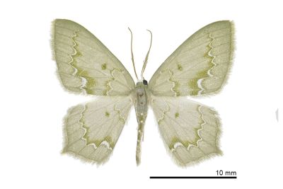 白波紋突尾尺蛾 Jodis inumbrata 雄蟲