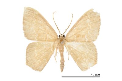 Jodis irregularis 雄蟲