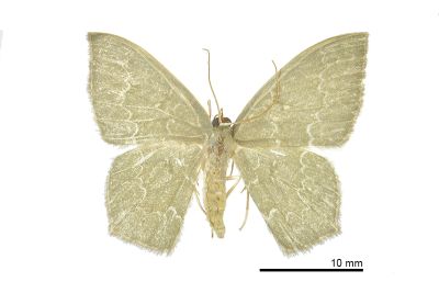 Jodis irregularis 雄蟲