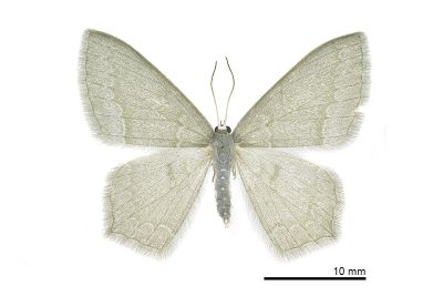 巒大山突尾尺蛾 Jodis rantaizanensis 雌蟲