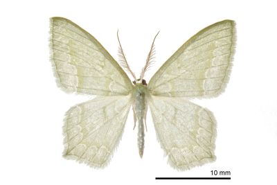 巒大山突尾尺蛾 Jodis rantaizanensis 雄蟲