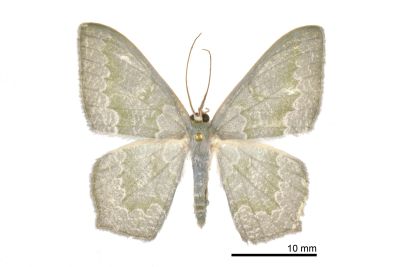 Jodis argentata 雄蟲