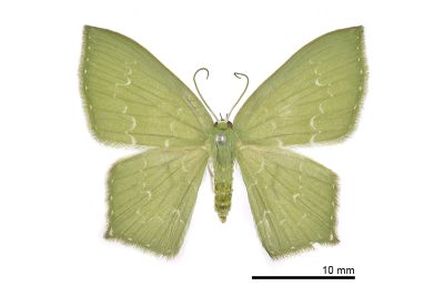 Jodis turpiniacola 雌蟲