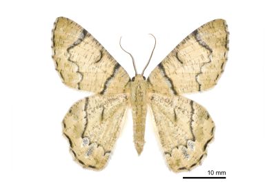 明線垂耳尺蛾 Lophophelma iterans onerosus 雄蟲