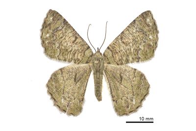 臺灣垂耳尺蛾 Lophophelma taiwana 雌蟲
