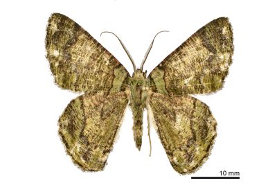 臺灣垂耳尺蛾 Lophophelma taiwana 雄蟲