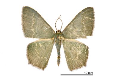 盧山尖尾尺蛾 Maxates acutigoniata 雄蟲