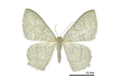 微尖尾尺蛾 Maxates glaucaria 雌蟲