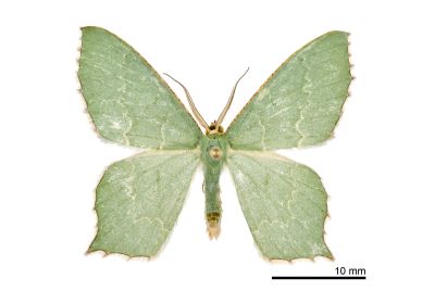 波緣尖尾尺蛾 Maxates grandificaria 雄蟲