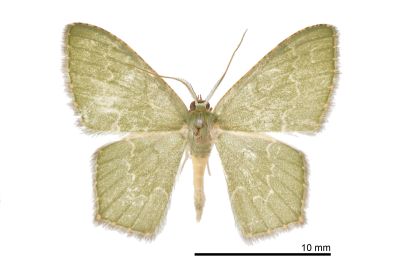 黃星尖尾尺蛾 Maxates lactipuncta 雄蟲