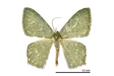 黃星尖尾尺蛾 Maxates lactipuncta 雄蟲