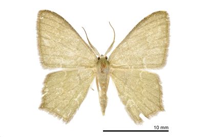 平波尖尾尺蛾 Maxates microdonta 雄蟲