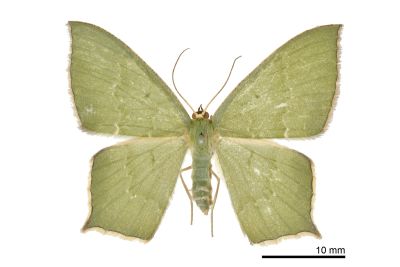 隱紋尖尾尺蛾 Maxates quadripunctata 雌蟲