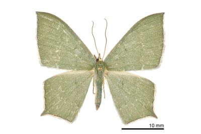 隱紋尖尾尺蛾 Maxates quadripunctata 雌蟲