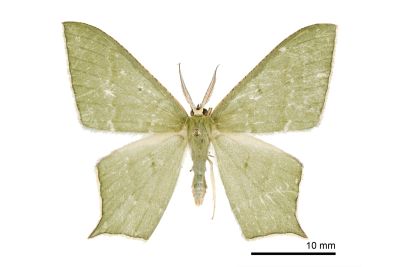 隱紋尖尾尺蛾 Maxates quadripunctata 雄蟲