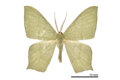 隱紋尖尾尺蛾 Maxates quadripunctata 雄蟲